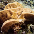 DSCF8244 koral pohovka